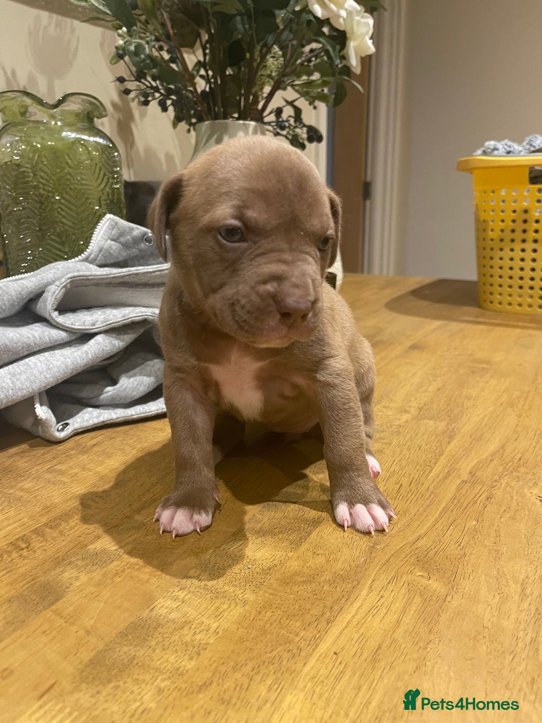 Mixed Breed dogs for sale: 9 Gorgeous pups looking for their forever home - Image 22