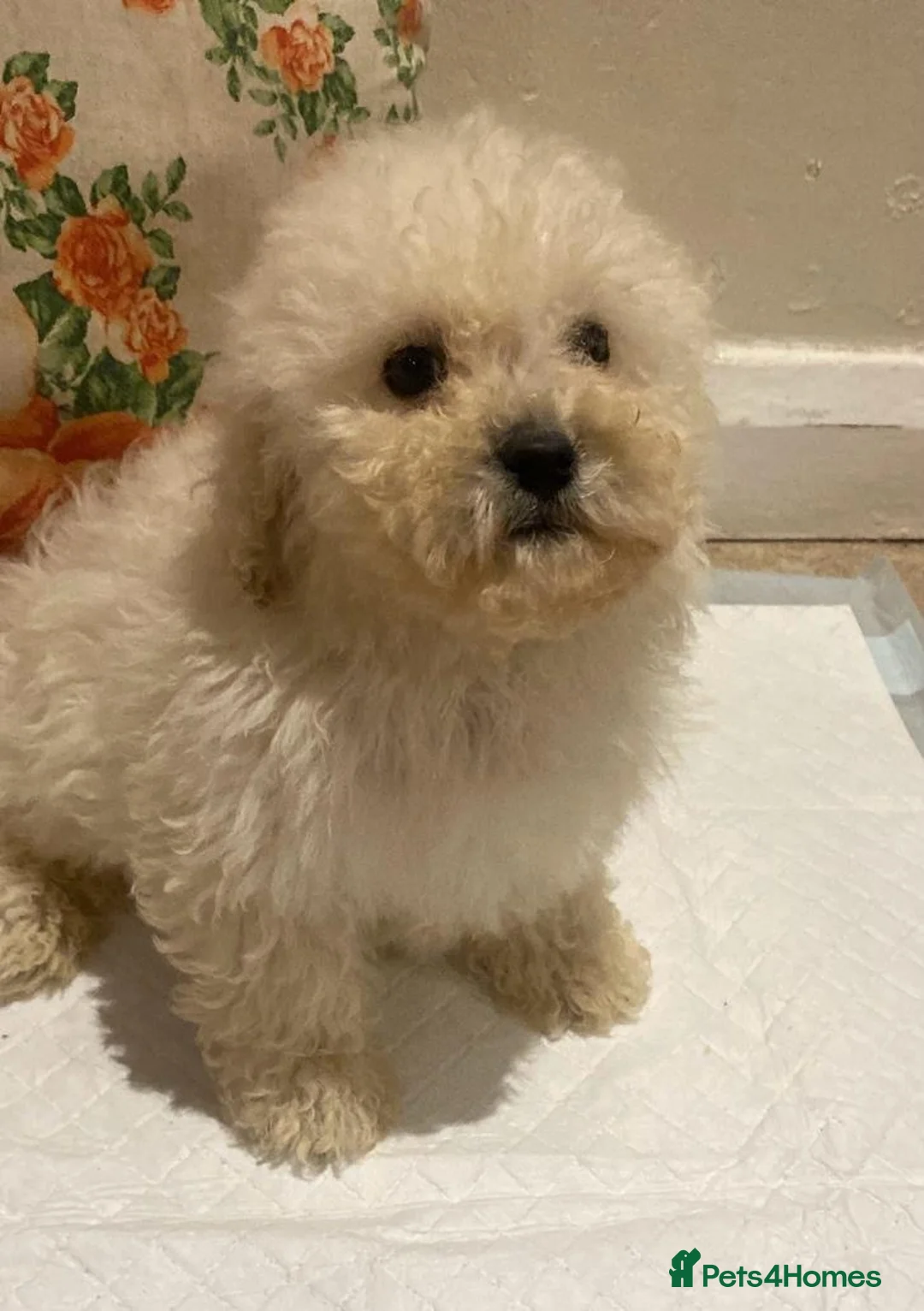 Cavapoo dogs for sale: F2 Cavapoo puppies available  - Advert 5