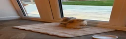 Mini Lop rabbits for sale: 2 Beautiful Mini Lop Rabbits + Luxury Hutch - Advert 10