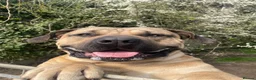 Boerboel dogs for sale: Boerboel puppies - Advert 5