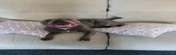 Mixed Breed dogs for sale: Staffie cross mastiff - Advert 6