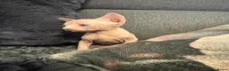 Sphynx cats for sale: Sphynx and Elf kittens🔥 - Advert 5