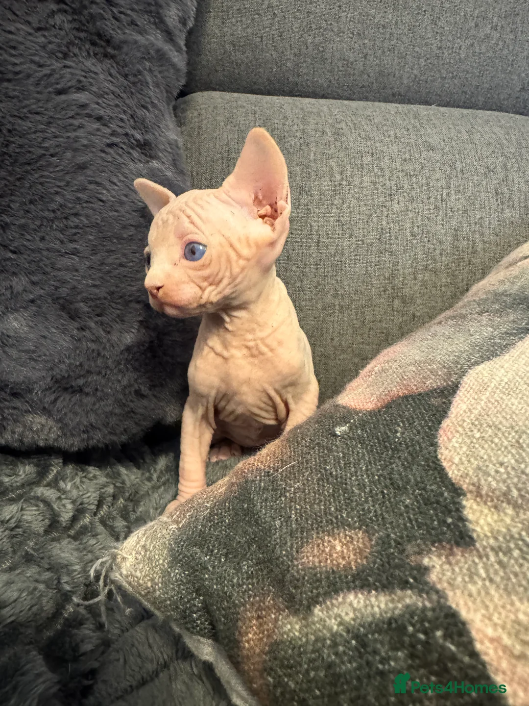 Sphynx cats for sale: Sphynx and Elf kittens🔥 - Advert 5