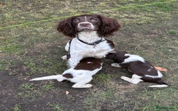 English Springer Spaniel dogs for sale: Gorgeous English Springer spaniel puppies - Image 7