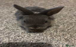 Netherland Dwarf rabbits for sale: rabbits for sale - Advert 2