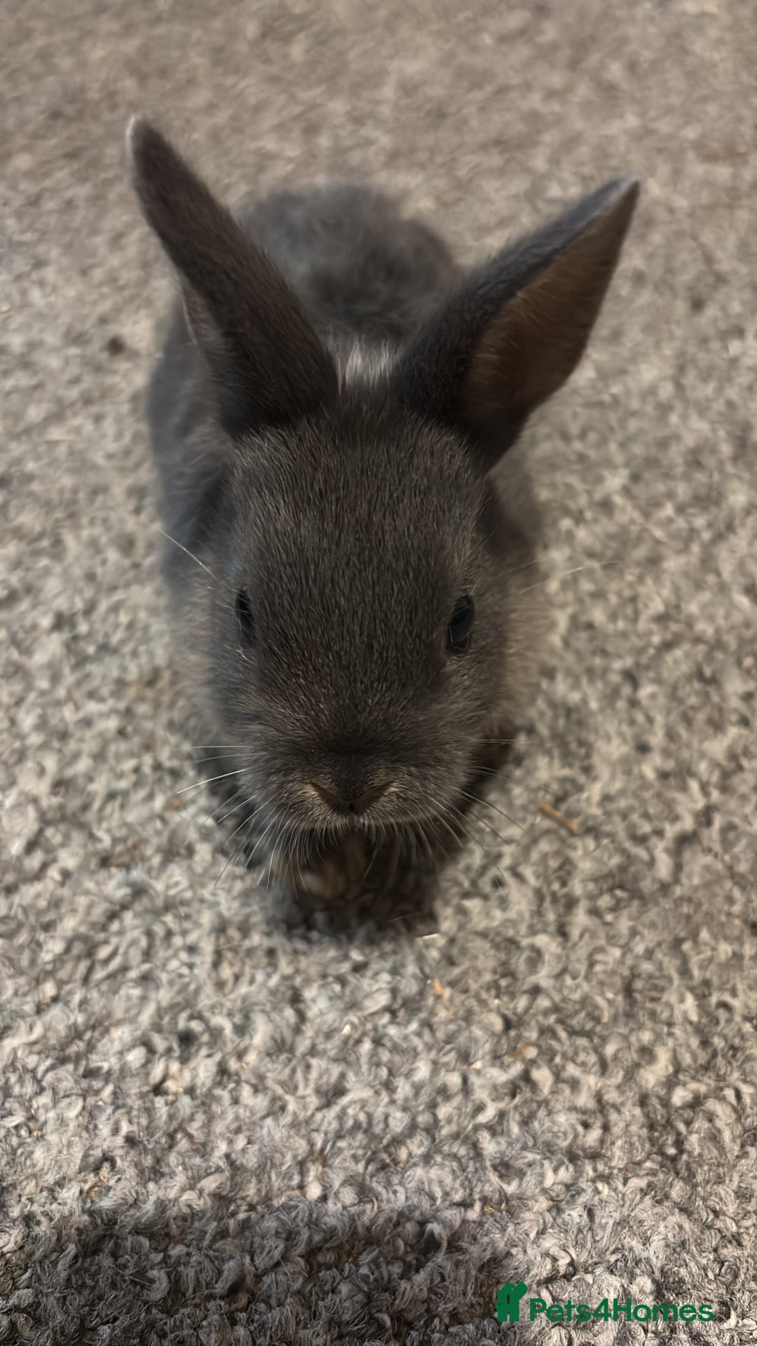 Netherland Dwarf rabbits for sale: rabbits for sale - Advert 2