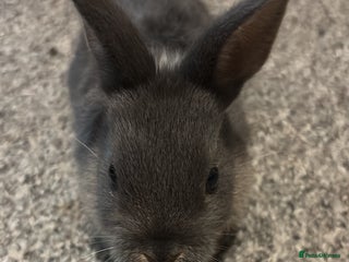 Netherland Dwarf rabbits rabbits for sale - Advert 3