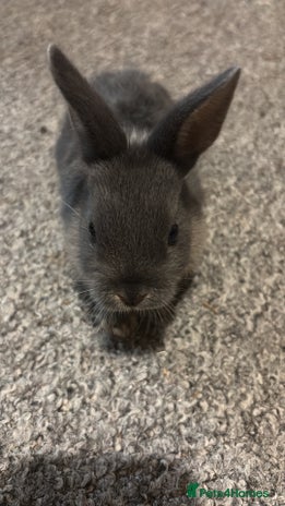 Netherland Dwarf rabbits rabbits for sale - Advert 2