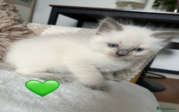 Ragdoll cats for sale: Stars 5 ⭐ Pure Ragdoll 💛 Lots of love 💛 - Image 3