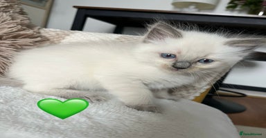 Ragdoll cats - Advert 6