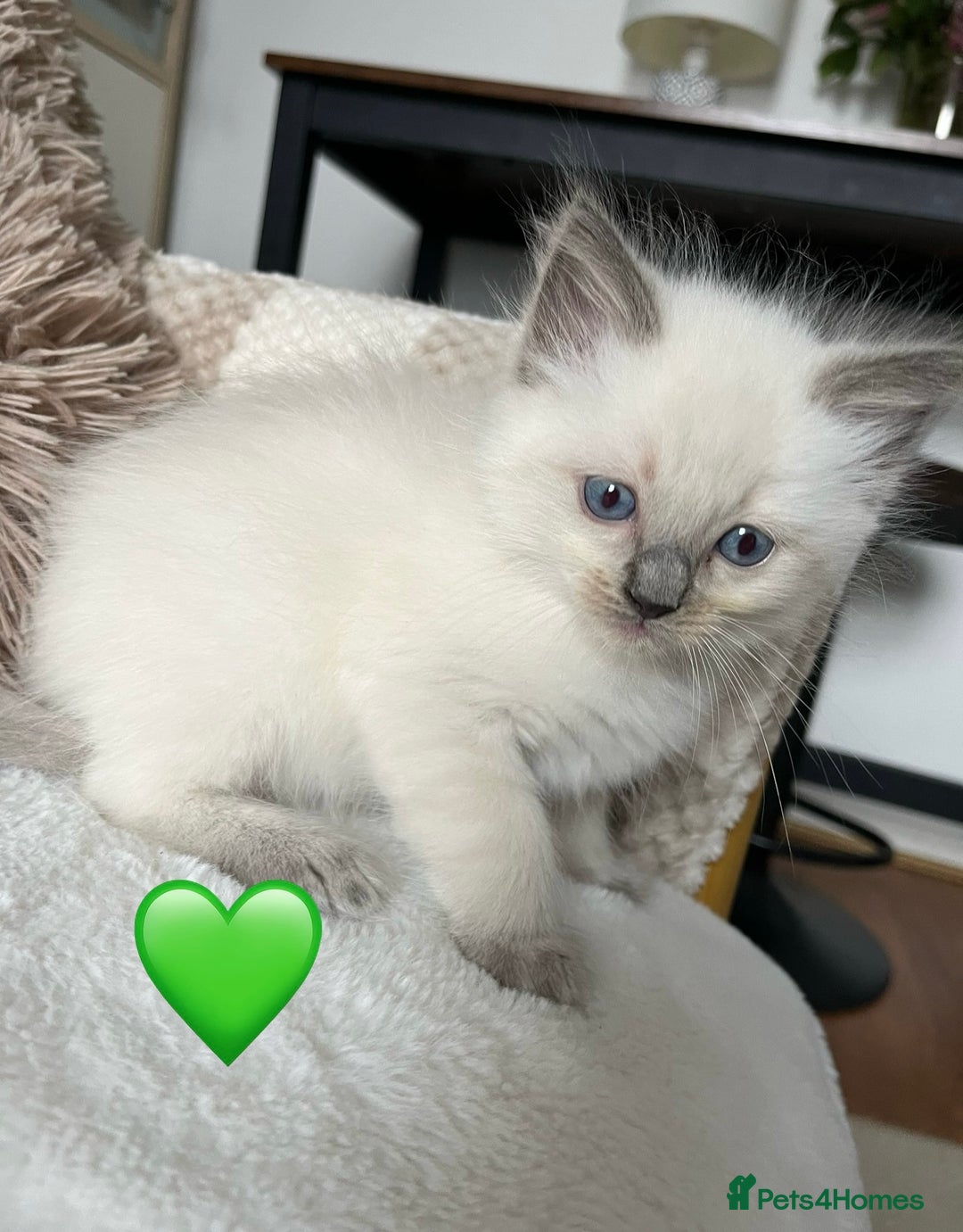 Ragdoll cats for sale: Stars 5 ⭐ Pure Ragdoll 💛 Lots of love 💛 - Image 3