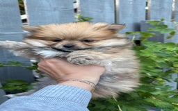 Pomeranian dogs for sale: Pomeranian boys - Image 12