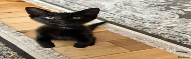 Mixed Breed Kitten 1