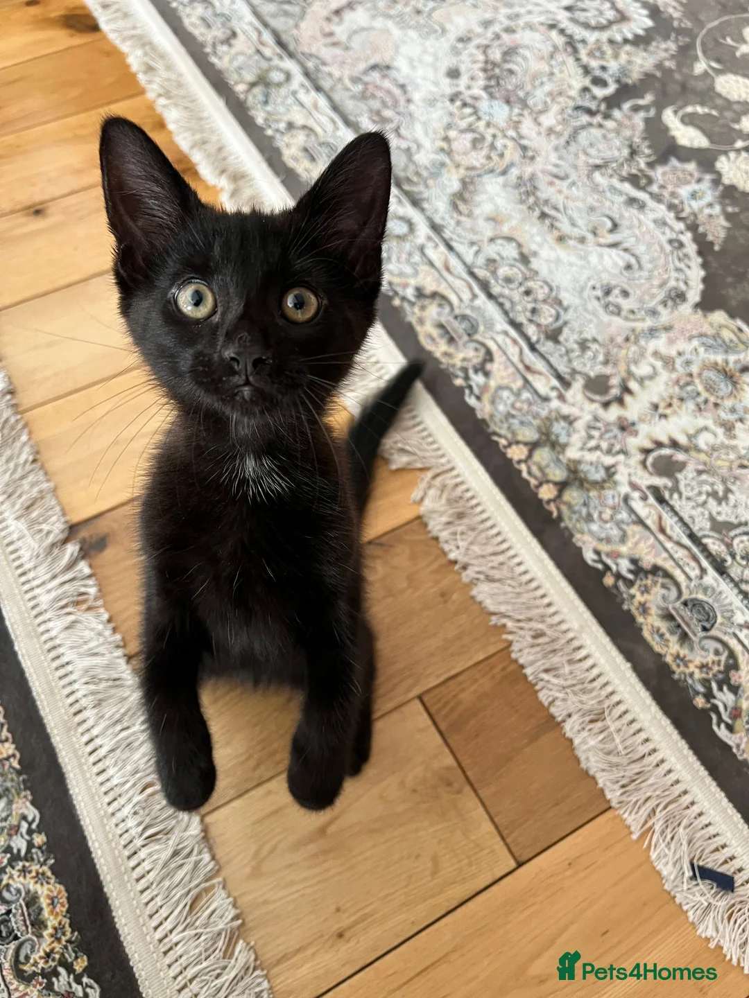 Mixed Breed cats for sale: Black kitten for sale - Advert 2