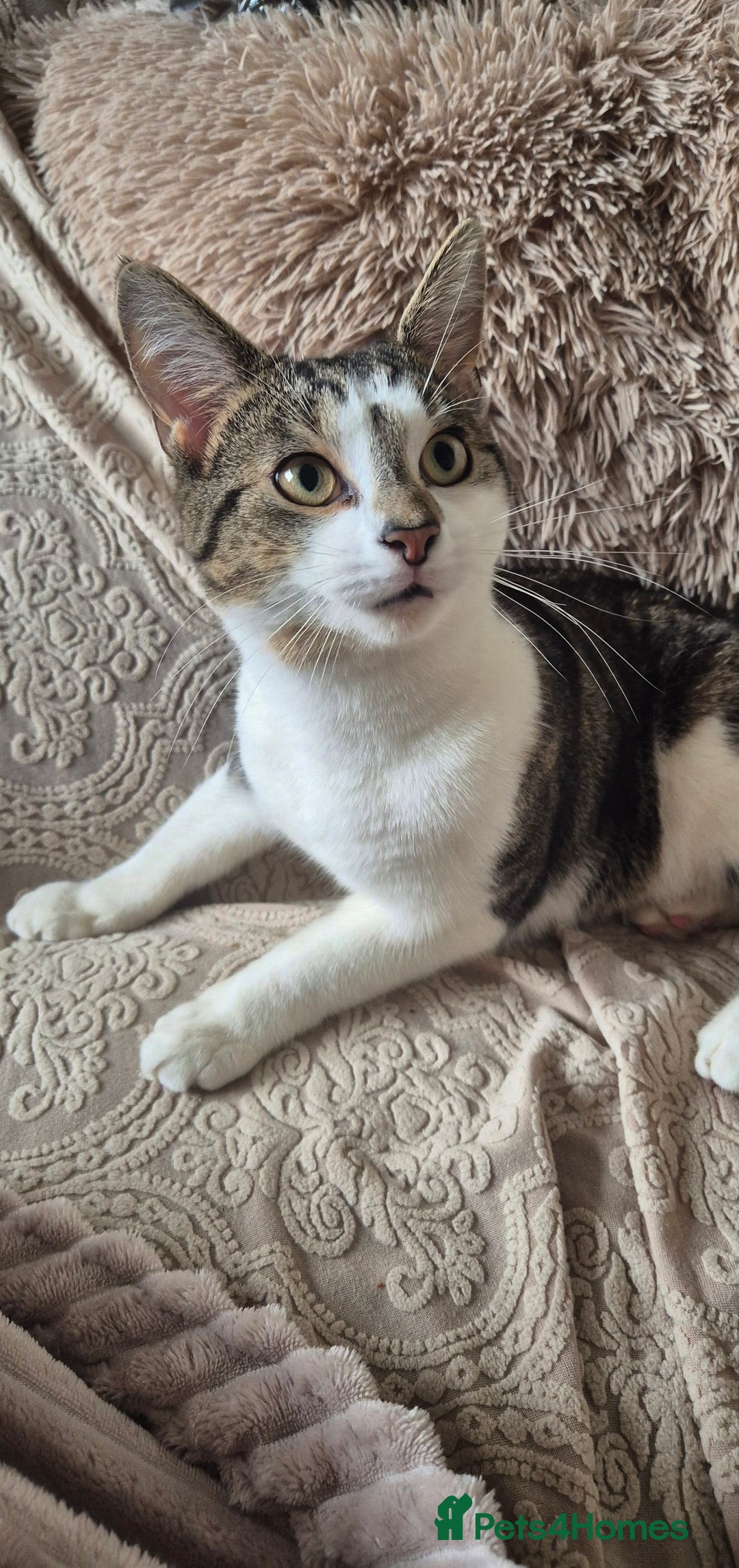 Tibetan cats for sale: Beautiful male cat - Advert 1