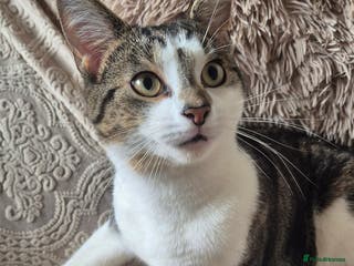 Tibetan cats Beautiful male cat - Advert 1