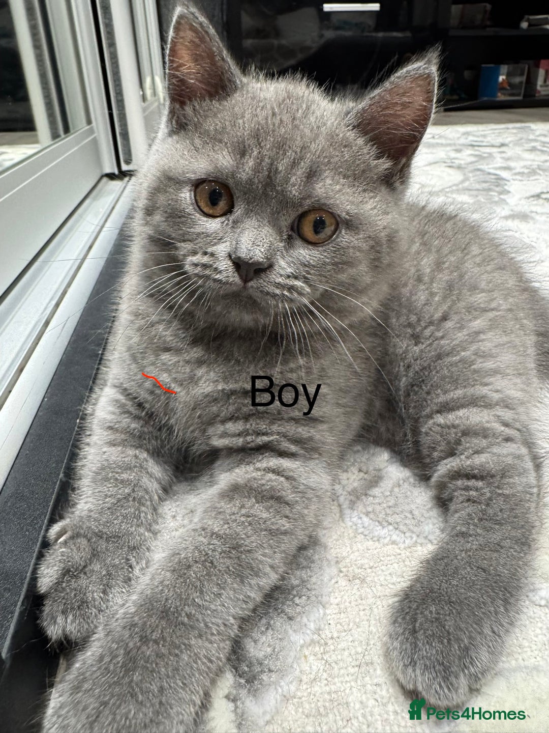 British Shorthair cats for sale: British Shorthair kittens - Advert 4
