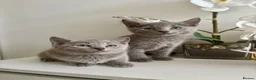 Russian Blue cats for sale: TICA PEDIGREE RUSSIAN BLUE KITTENS  - Advert 6