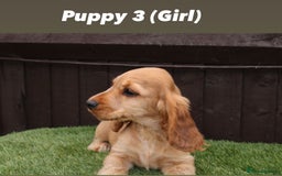 Cocker Spaniel dogs for sale: Exceptional litter of show type cocker spaniels - Image 4