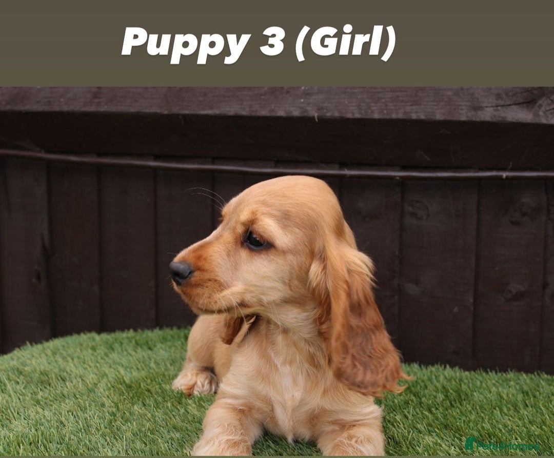 Cocker Spaniel dogs for sale: Exceptional litter of show type cocker spaniels - Image 4