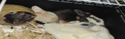 Rat rodents for sale: n 5 black with patch white belly and 5 girls left - Advert 3