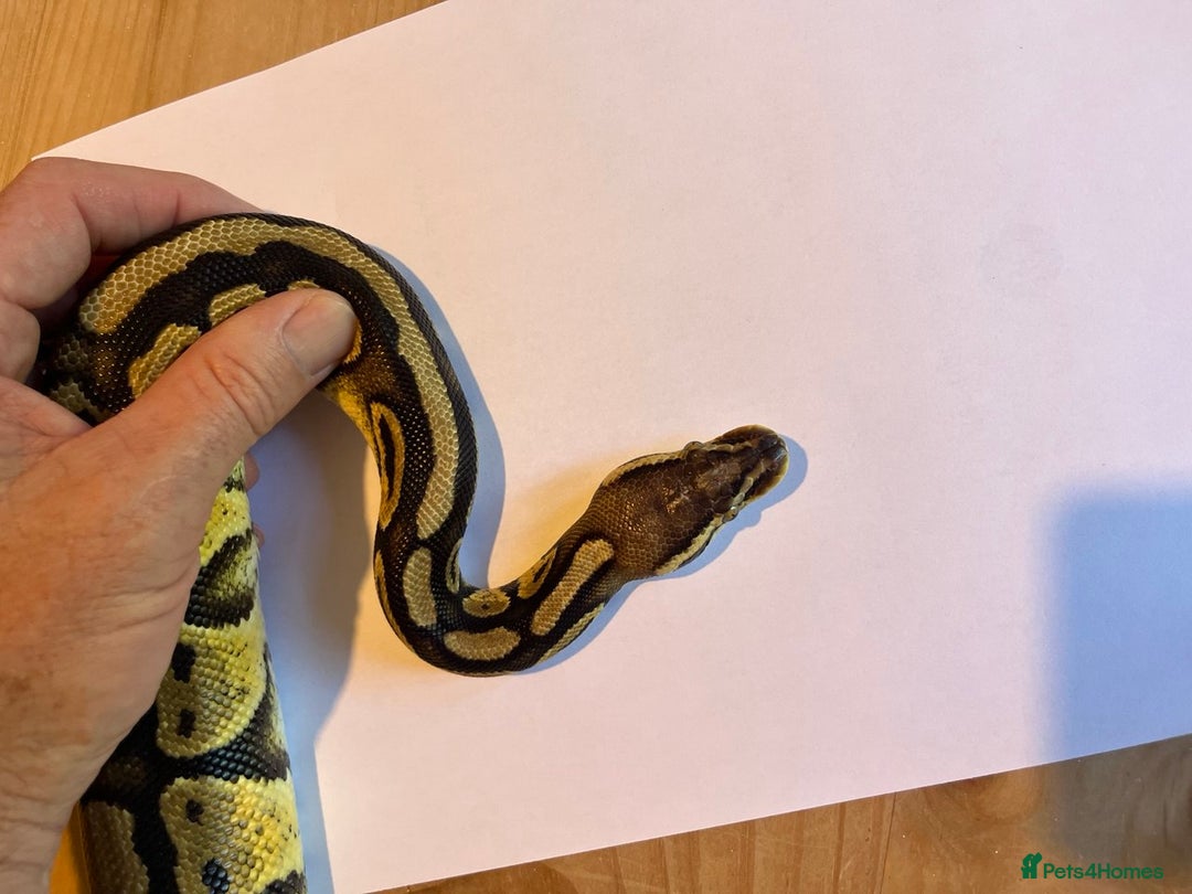 Python Snake reptiles for sale: Royal Python (Fire Yellow Belly) – Female - Image 5