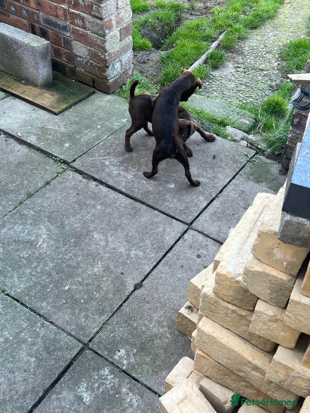 Patterdale Terrier dogs for sale: 3 patterdale terrier pups of working lines  - Image 5