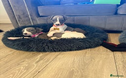 Whippet dogs for sale: 8 Week Old Whippet Puppies  - Advert 12