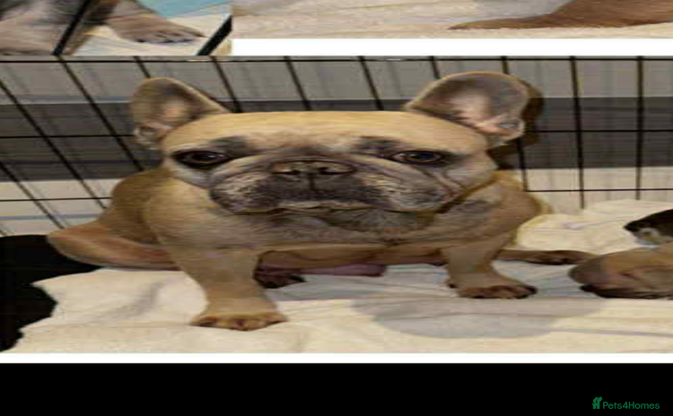 French Bulldog dogs - Advert 1