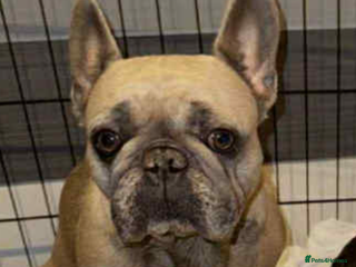 French Bulldog dogs KC registered blue fawn puppies - Advert 12