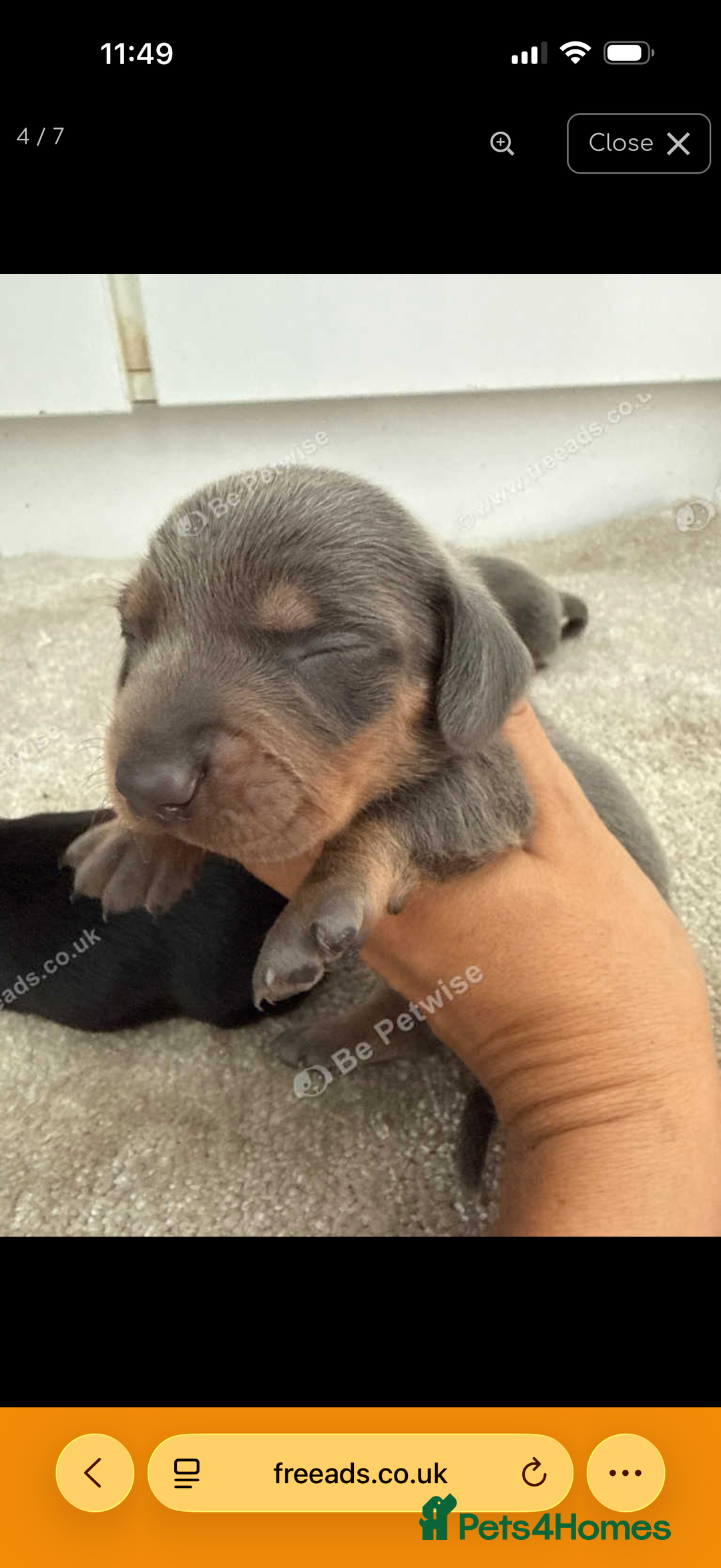 Miniature Dachshund dogs for sale: Three miniature sausage dogs, ready February 🩷 - Advert 8