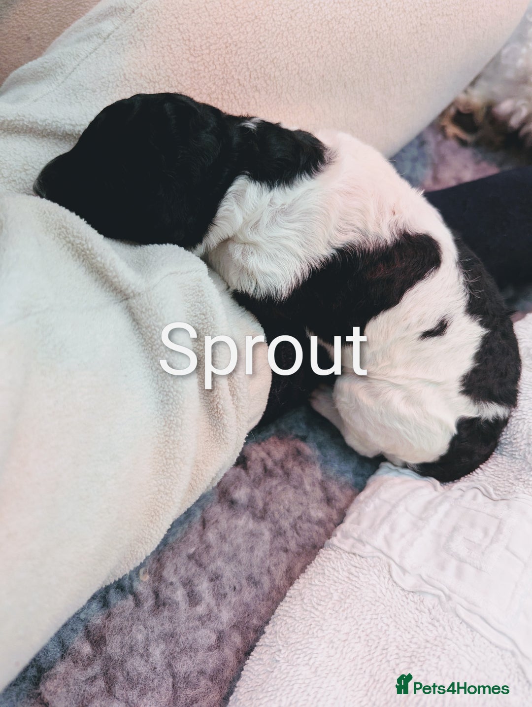 Standard Poodle dogs for sale: 6 wks old, ready 21st Jan, Standard Poodle Puppies - Advert 11