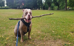 American Bully dogs for sale: Rehome my American Pocket Bully :( - Image 4