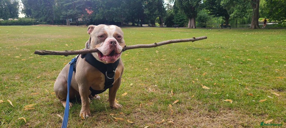 American Bully dogs for sale: Rehome my American Pocket Bully :( - Image 4