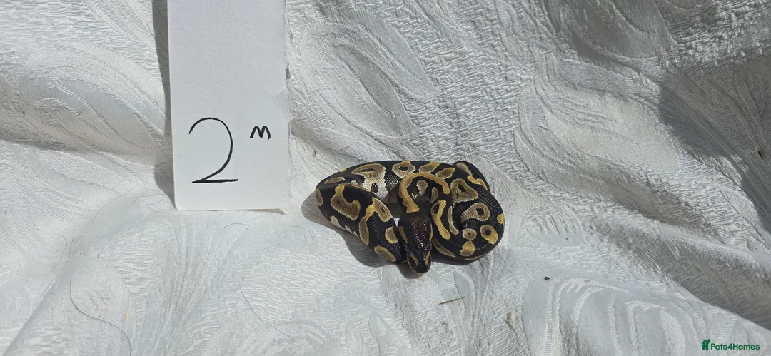 Python Snake reptiles for sale: ball python-Mojave and royal mix - Advert 2