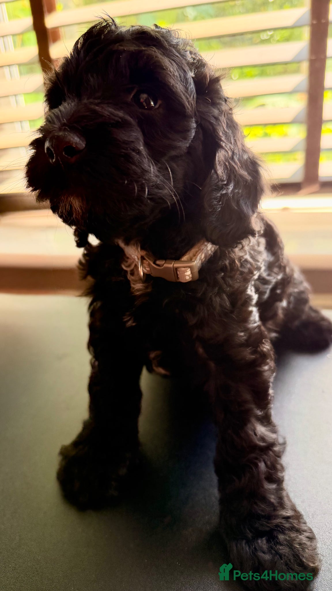 Cockapoo dogs F2B Cockapoo puppies Health-tested Pedigree lines  - Advert 2