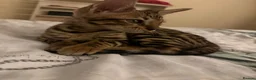 Bengal cats for sale: Bengal kitten London ready to leave  - Advert 2