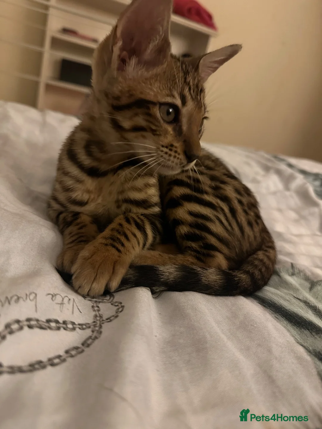 Bengal cats for sale: Bengal kitten London ready to leave  - Advert 2