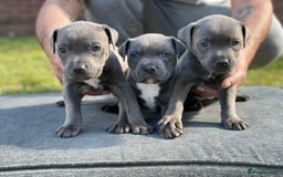 Staffordshire Bull Terrier dogs for sale: Stunning Staffordshire bull terrier puppies - Image 1