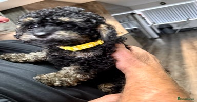 Cavapoo dogs - Advert 1