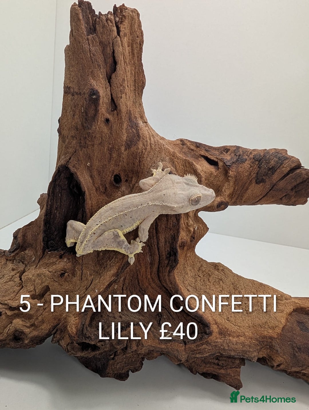 Gecko reptiles for sale: Beautiful baby crested geckos! - Advert 5