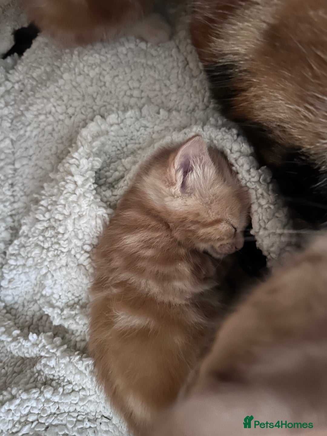 Mixed Breed cats for sale: 5 beautiful kittens  - Advert 6