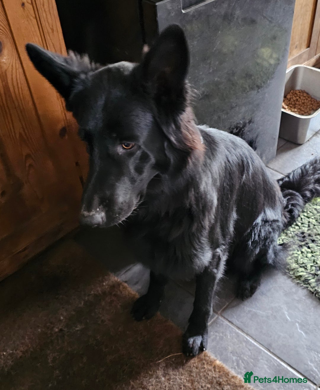 German Shepherd dogs for sale: German Shepherd  - Image 2