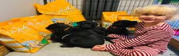Labrador Retriever dogs for sale: *Just one male Labrador puppy left* - Advert 14