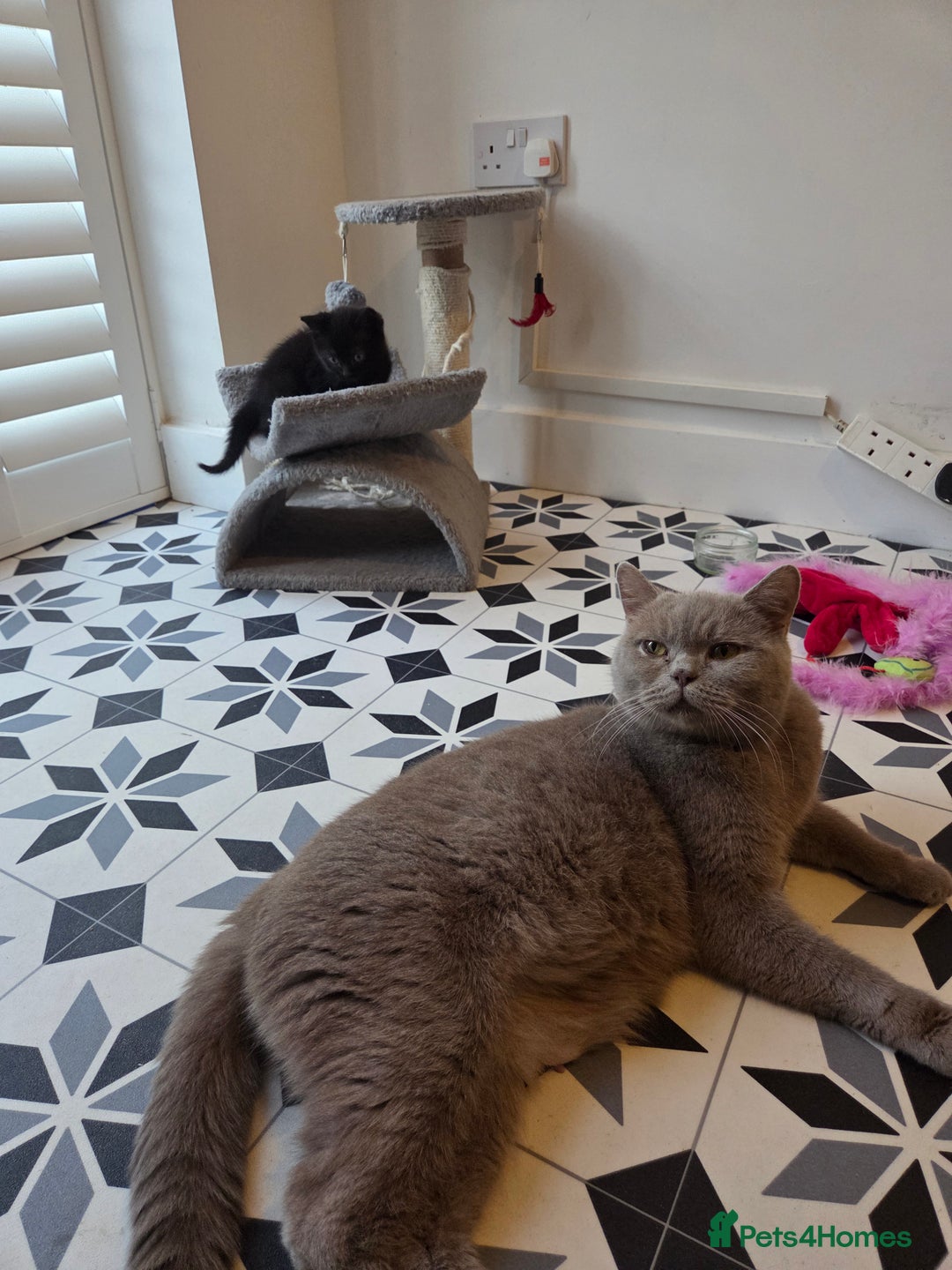 Mixed Breed cats for sale: British shorthair cross - Advert 7