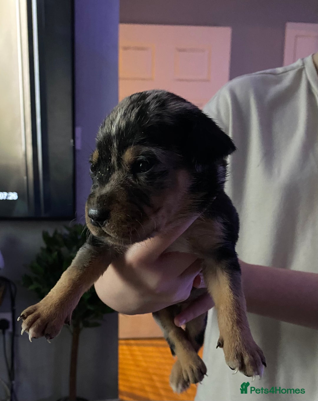 Mixed Breed dogs for sale: Cane corso x  - Image 18