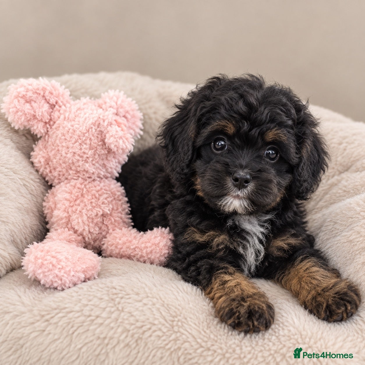 Toy Poodle dogs KC Toy Poodles gorgeous litter of 4 - Advert 1