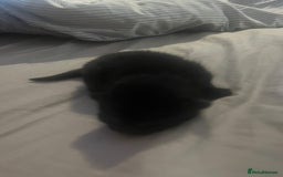 Domestic Shorthair cats for sale: 4 gorgeous kittens  - Image 10