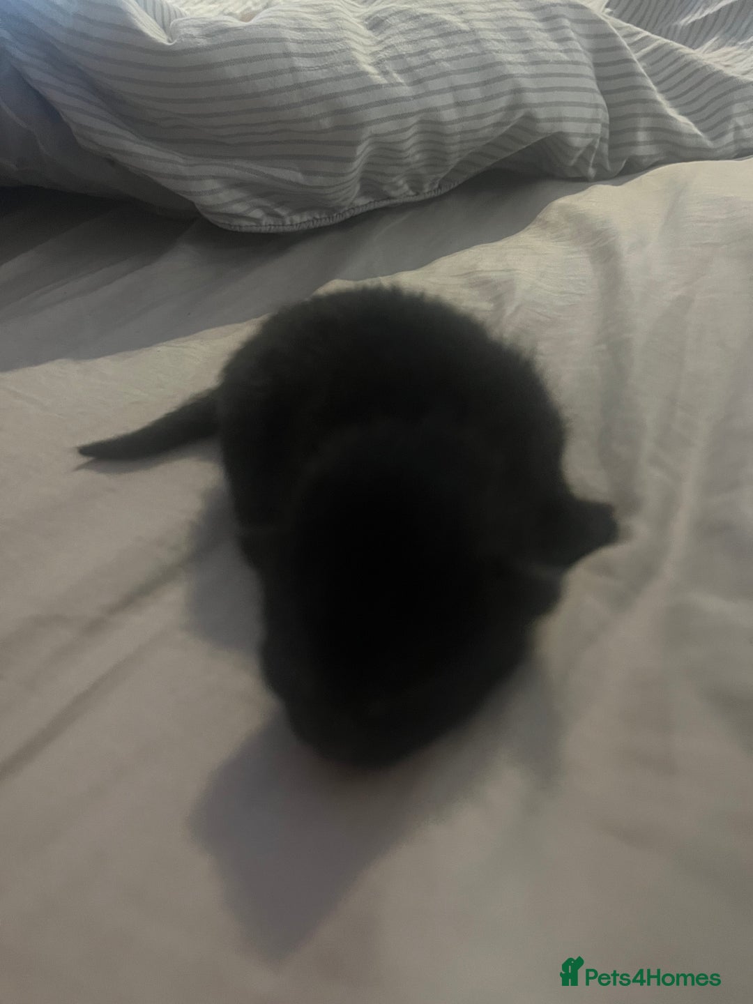 Domestic Shorthair cats for sale: 4 gorgeous kittens  - Image 10
