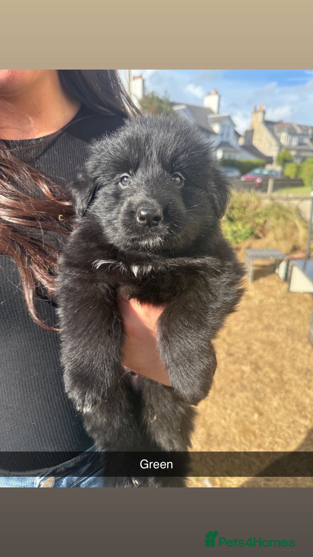 German Shepherd dogs for sale: German shepherd puppies  - Image 9